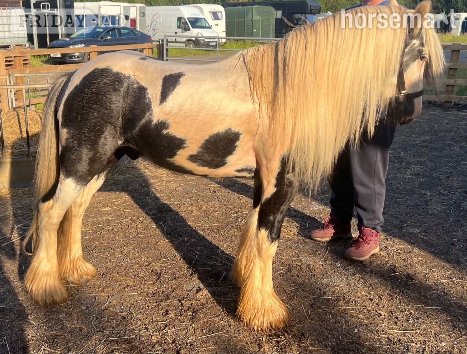 "Atlas" Piebald Gelding Cob/Heavy Horse