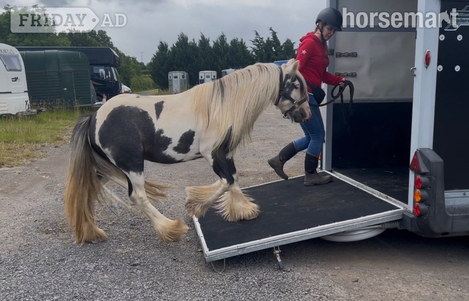 Redcar "Atlas" Piebald Gelding Cob/Heavy Horse