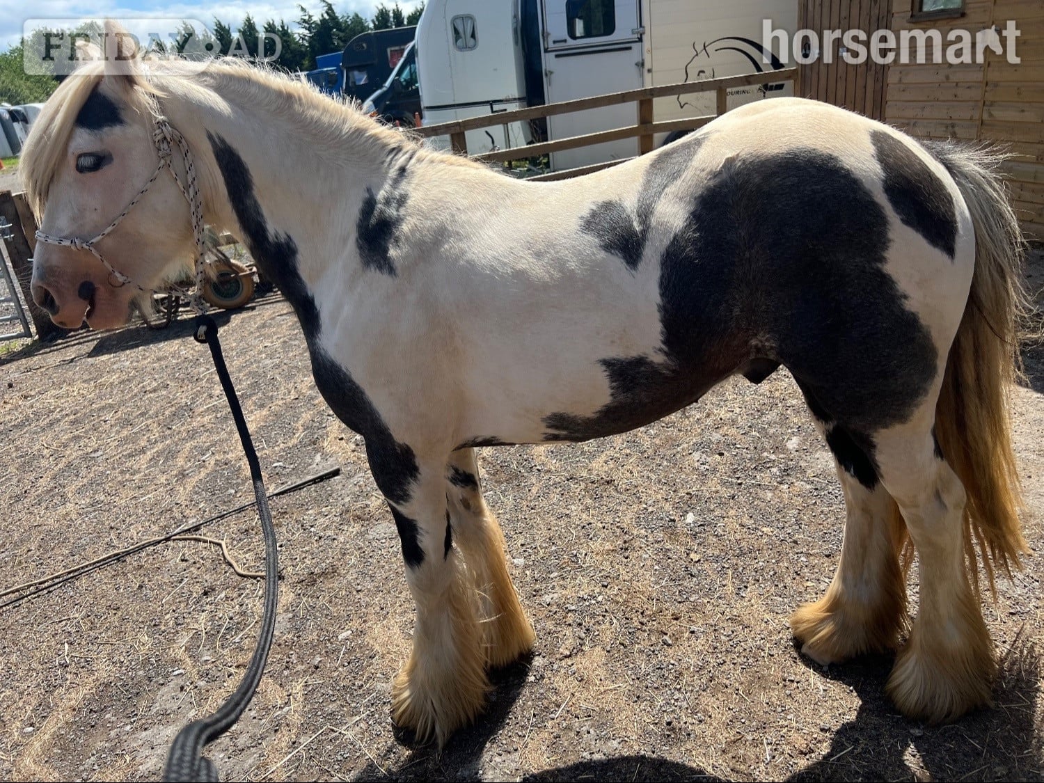 "Atlas" Piebald Gelding Cob/Heavy Horse -  in Redcar