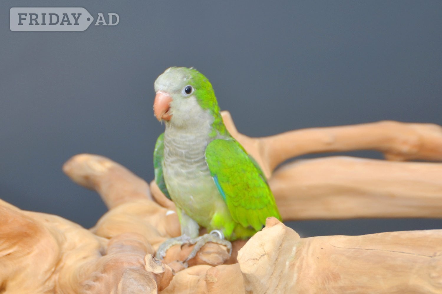 Baby Quaker Talking Parrots in Birmingham