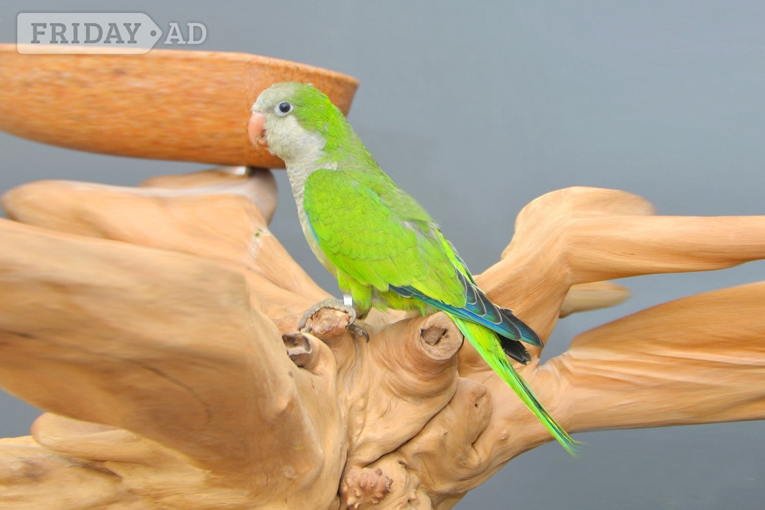 Baby Quaker Talking Parrots