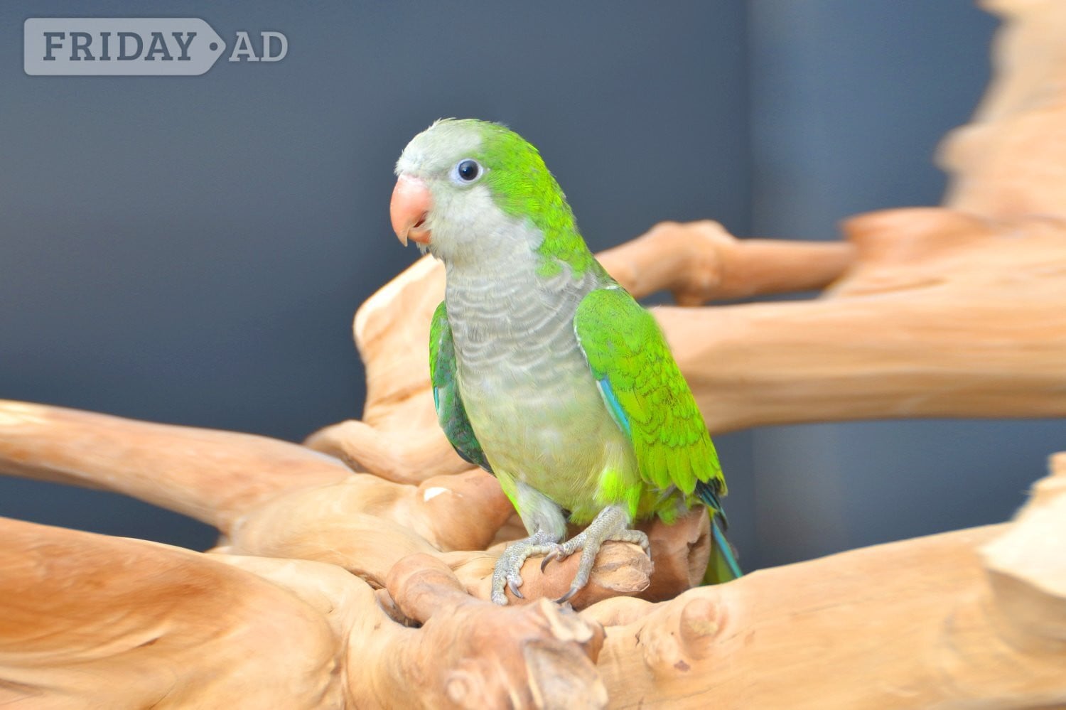 Birmingham Baby Quaker Talking Parrots