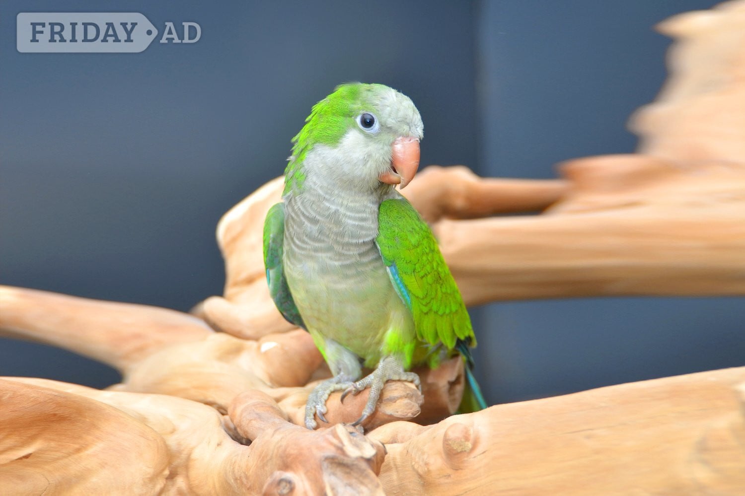 Baby Quaker Talking Parrots - Birds in Birmingham