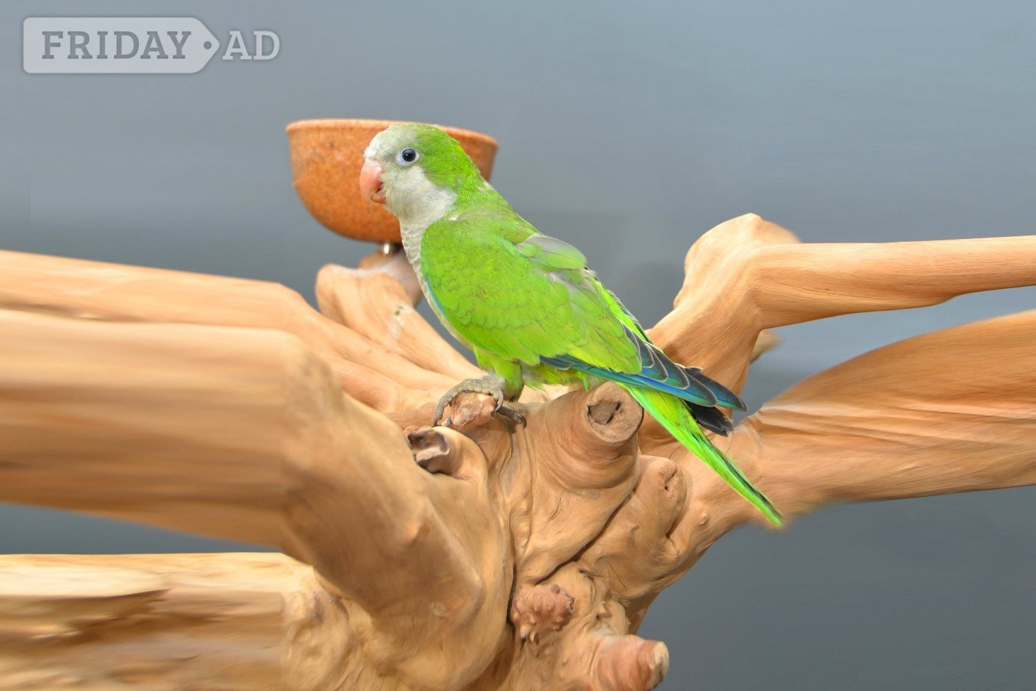 Baby Quaker Talking Parrots - Birds