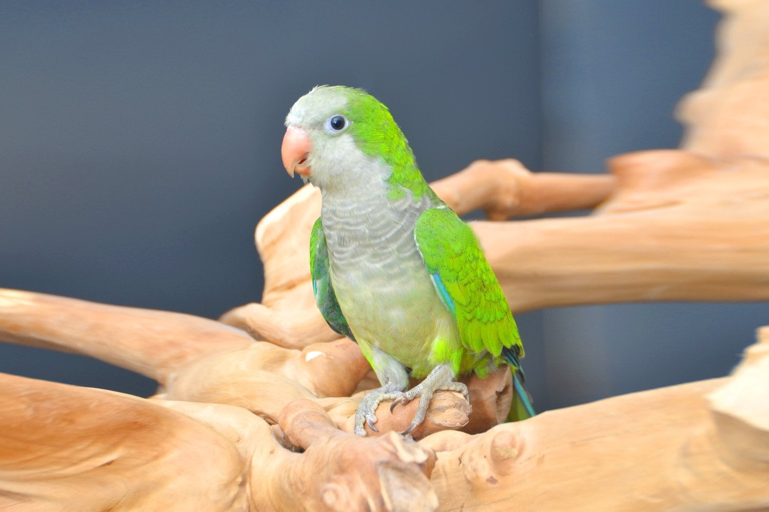 Birmingham Baby Quaker Talking Parrots