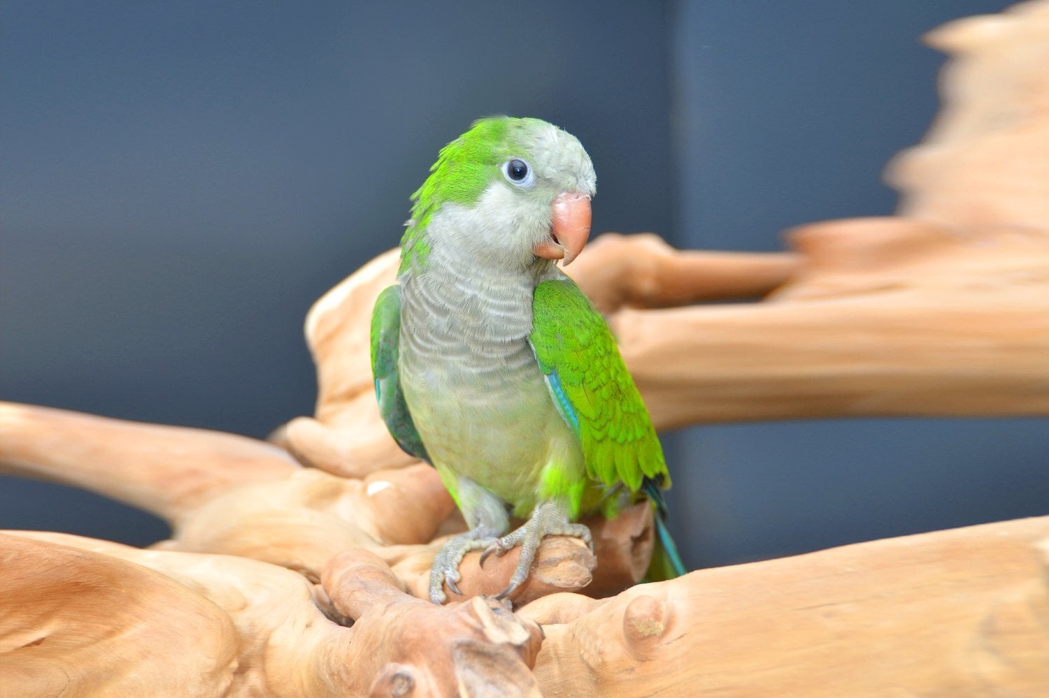 Baby Quaker Talking Parrots - Birds in Birmingham