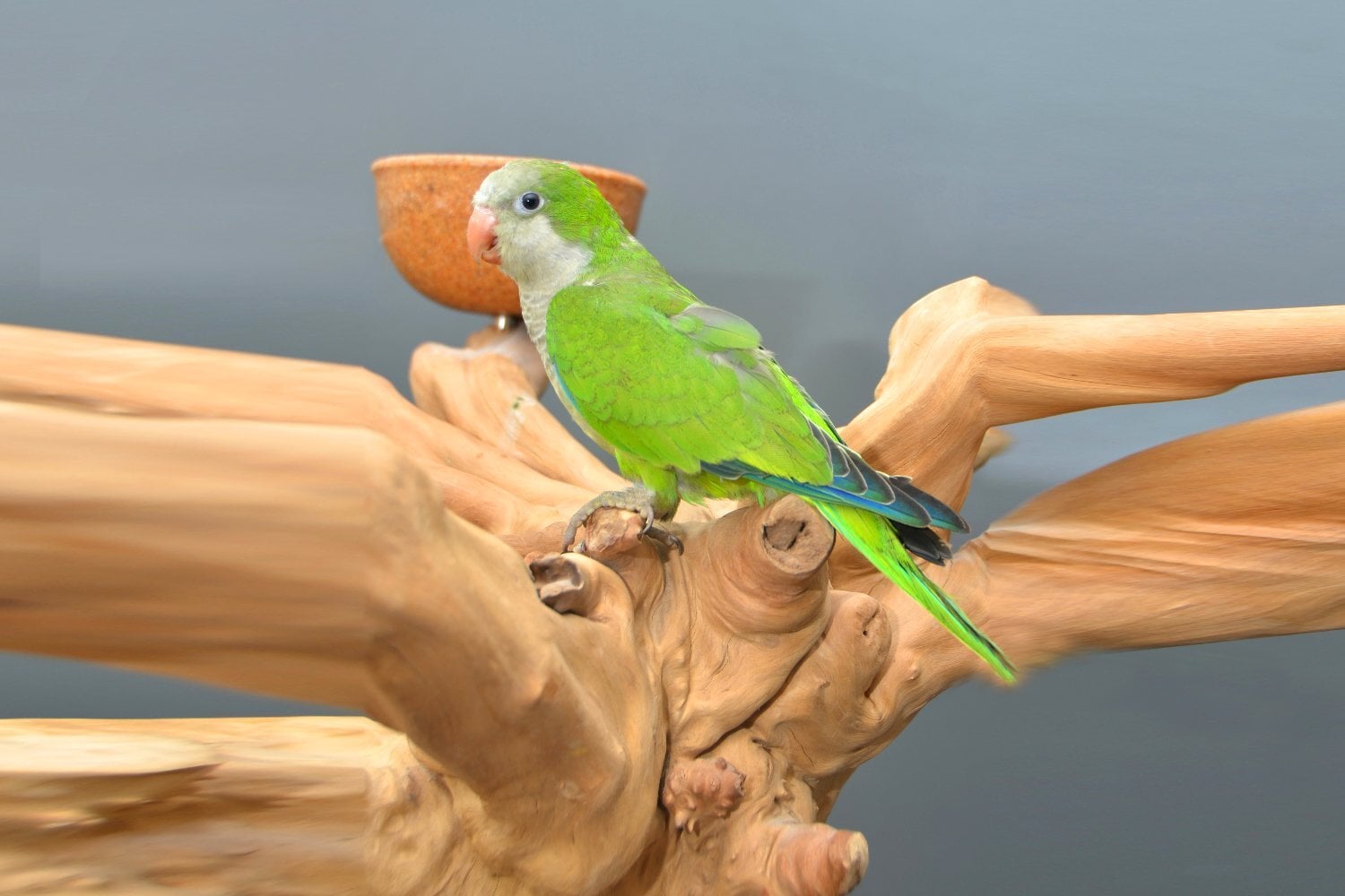 Baby Quaker Talking Parrots - Birds