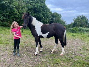 "Bonny" Coloured Mare Pony Club Pony