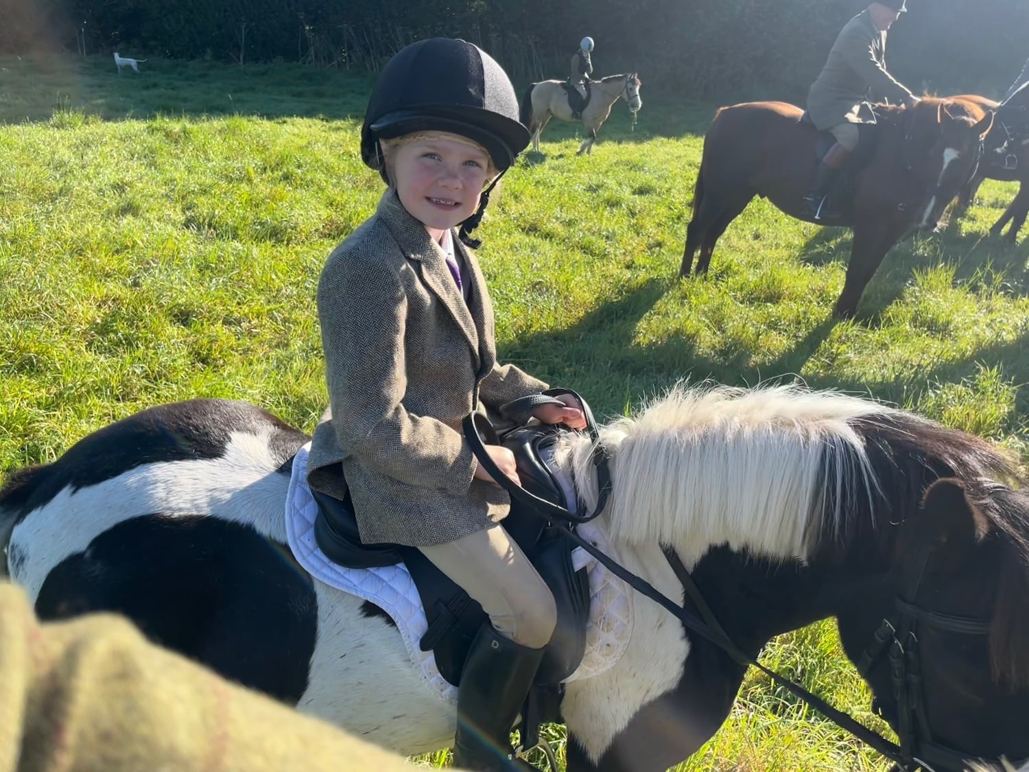 "Bonny" Coloured Mare Pony Club Pony - Horses