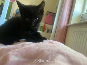 Three male kittens