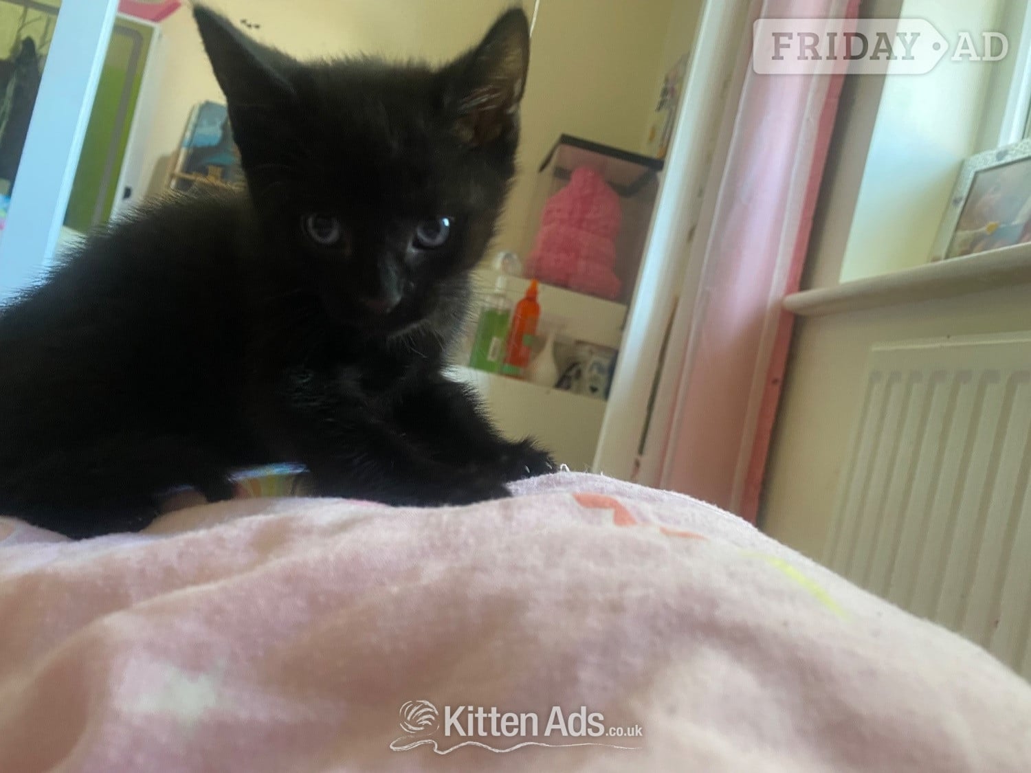 Three male kittens in London