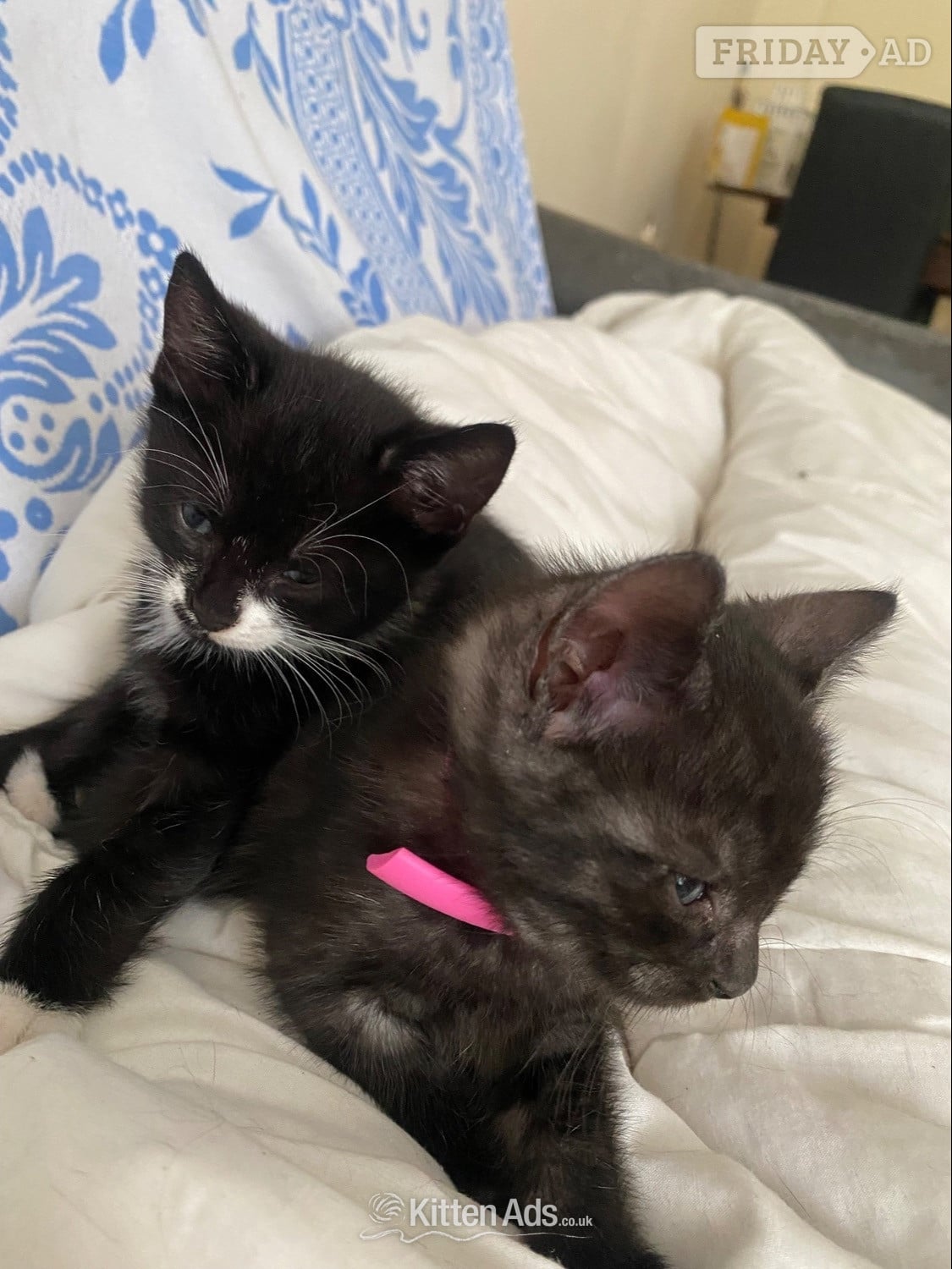 Three male kittens