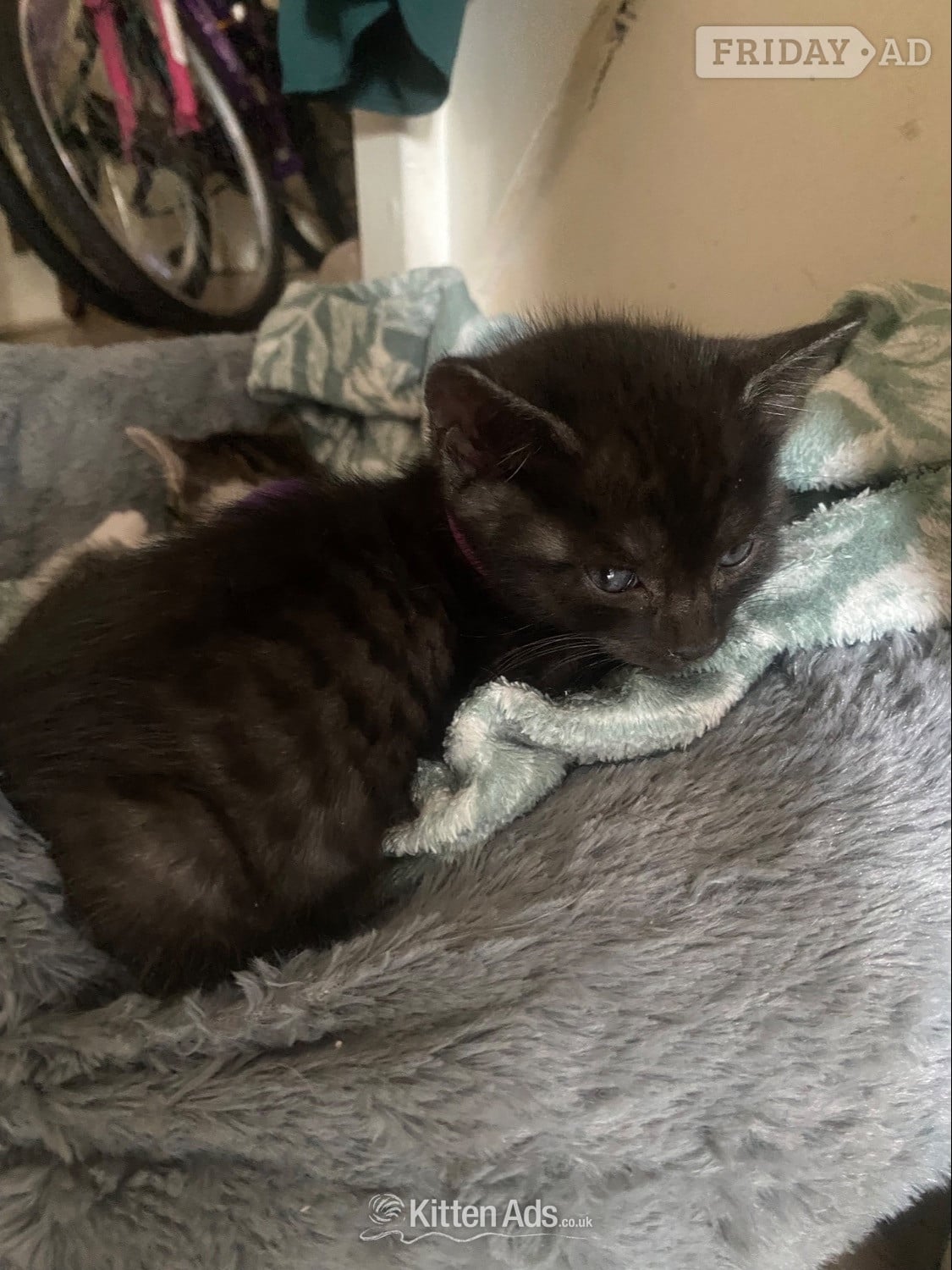 London Three male kittens