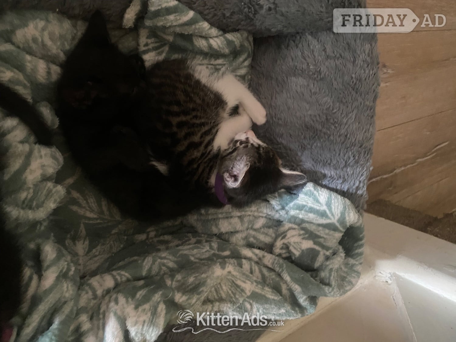 Three male kittens - Cats & Kittens in London