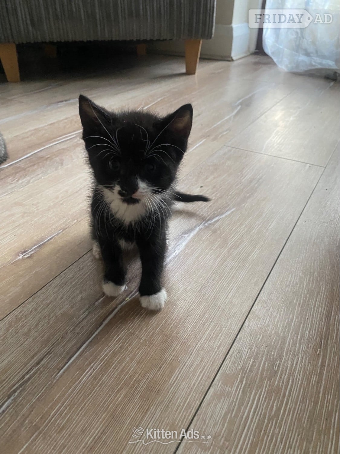 Three male kittens - Cats & Kittens