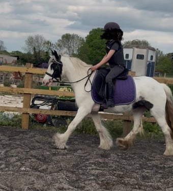 "Holly"  Mare Lead Rein/First Ridden Pony