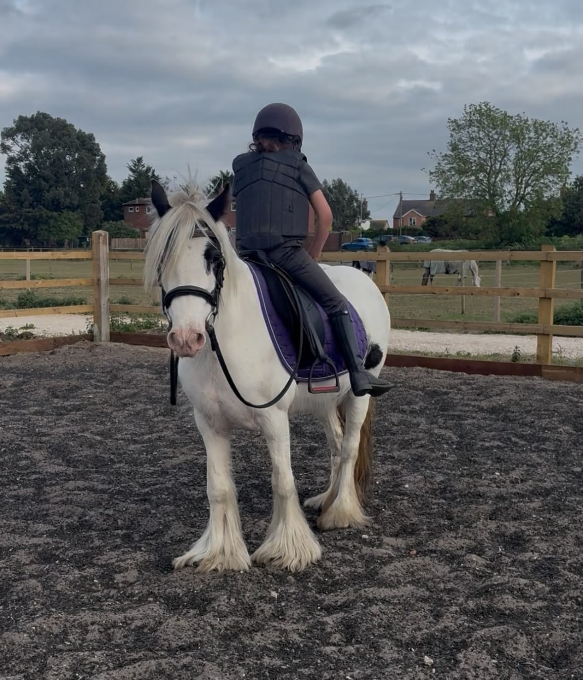 "Holly"  Mare Lead Rein/First Ridden Pony - Horses in Pentney