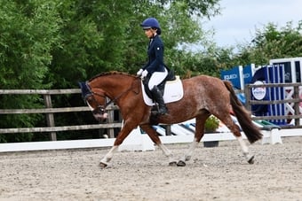 "Wynny" Chestnut Roan Mare Happy Hacker