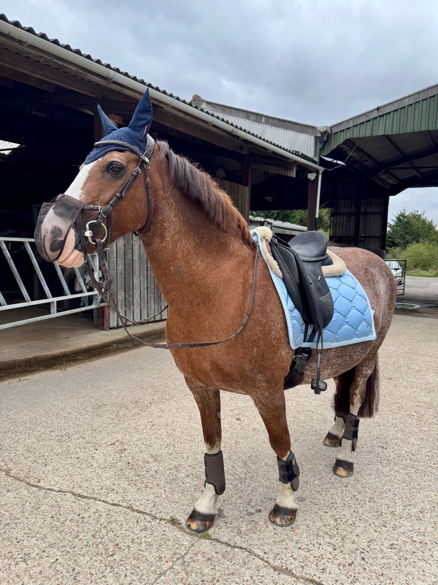 Bracknell "Wynny" Chestnut Roan Mare Happy Hacker