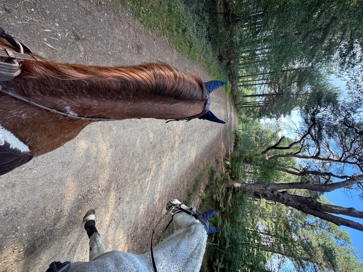 "Wynny" Chestnut Roan Mare Happy Hacker - Horses in Bracknell