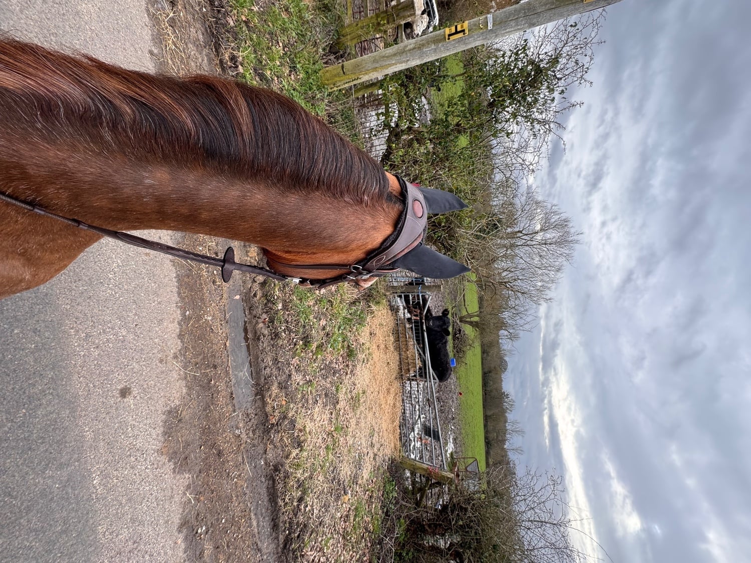 "Wynny" Chestnut Roan Mare Happy Hacker - Horses