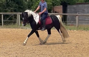 "Campion Rumbaba" Piebald Gelding All Rounder