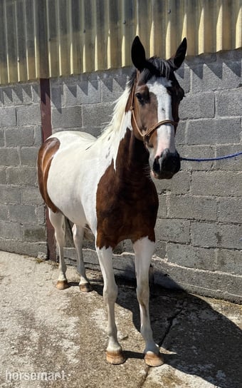 "Ollie " Skewbald Gelding All Rounder