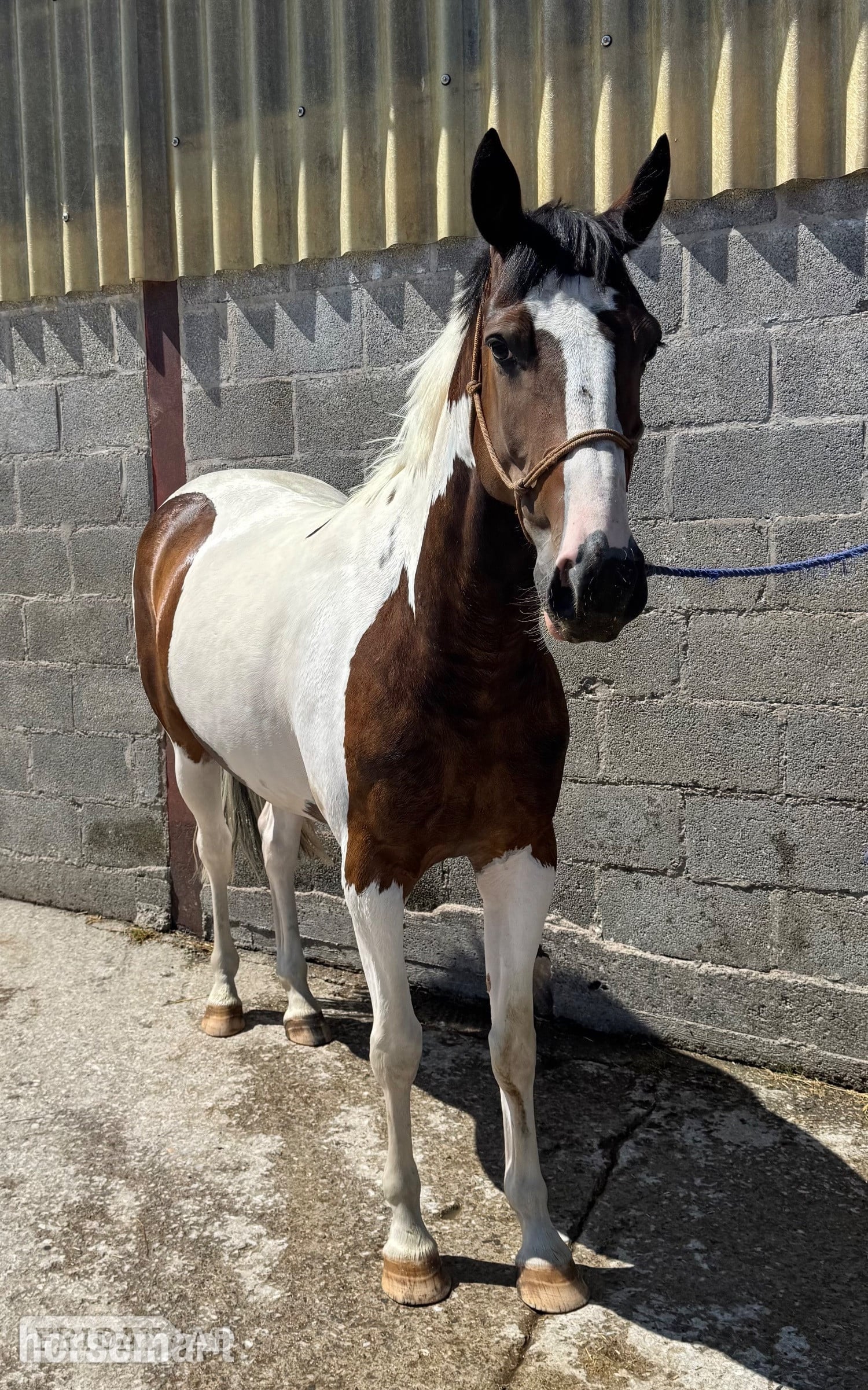 "Ollie " Skewbald Gelding All Rounder in Westbury