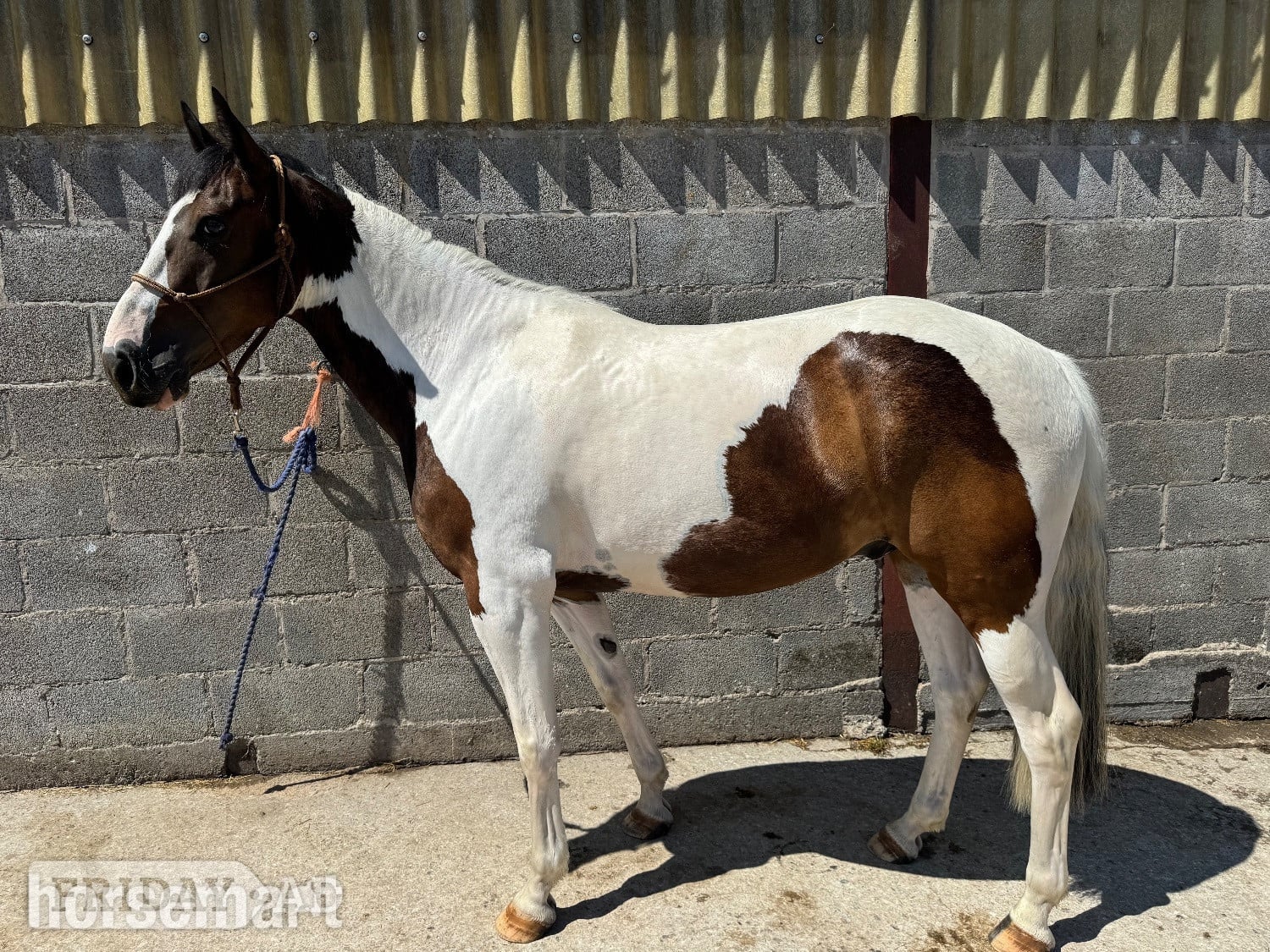 "Ollie " Skewbald Gelding All Rounder