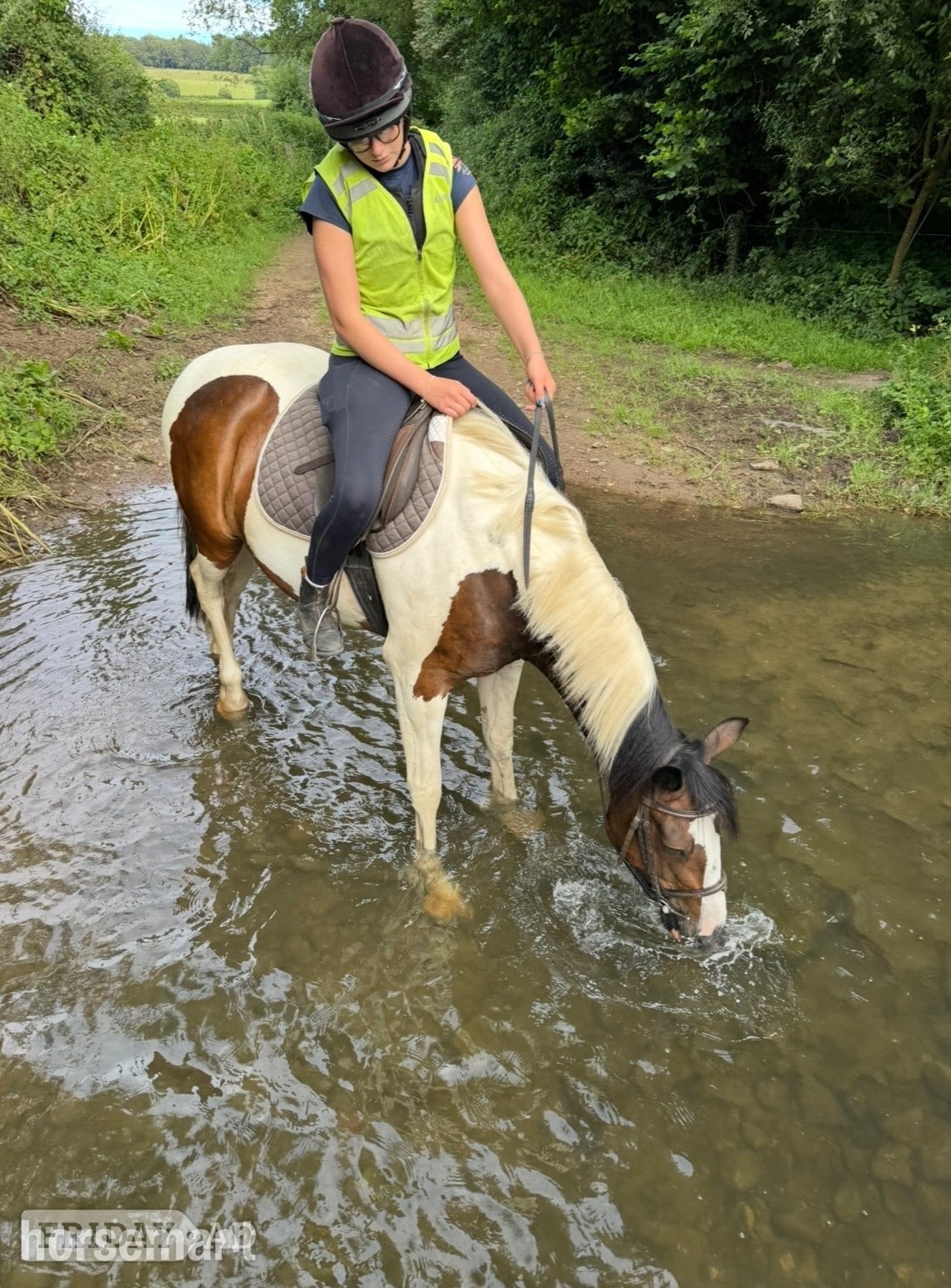Westbury "Ollie " Skewbald Gelding All Rounder