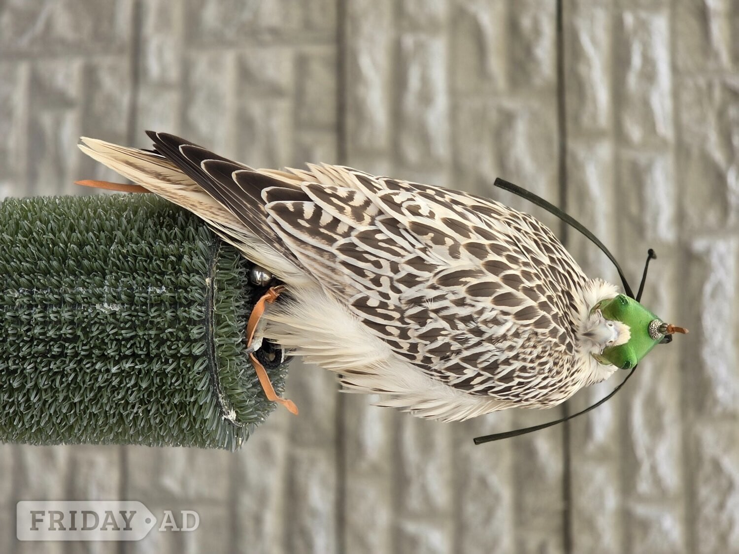 Male Gyr x Saker 13weeks old in Preston
