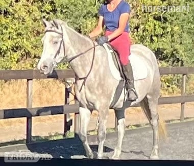 "Lowerwood bloom" Grey Mare All Rounder in Canterbury
