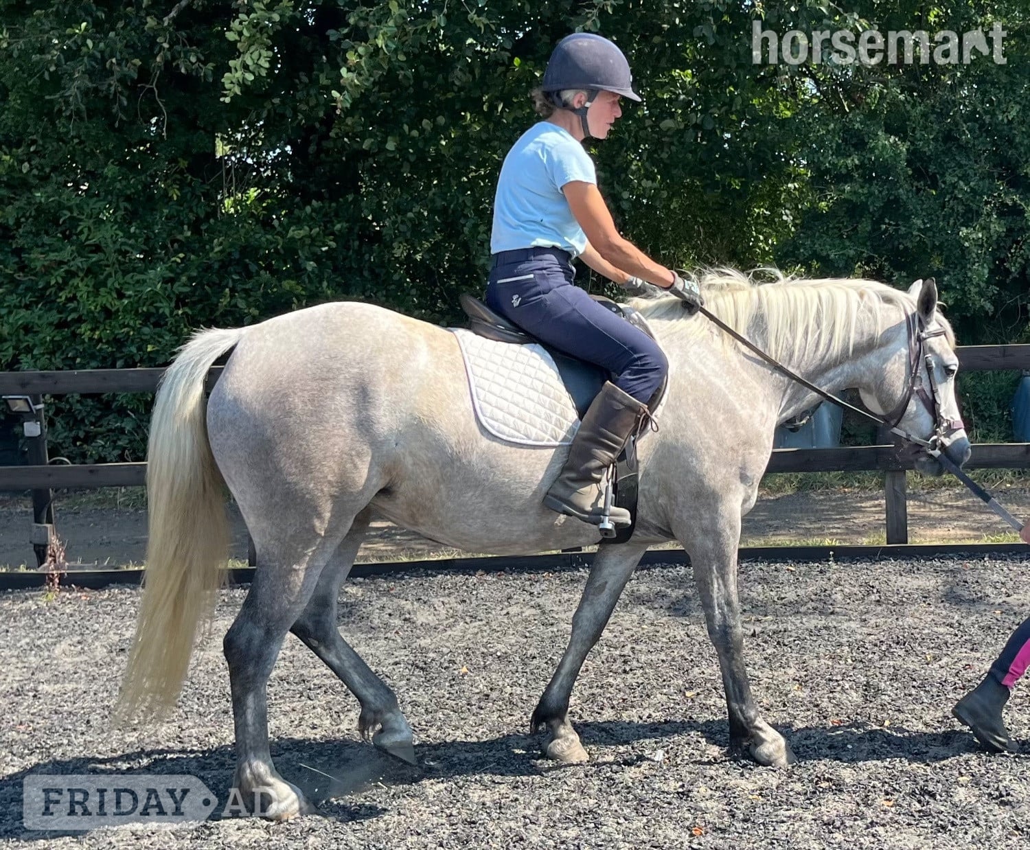 "Lowerwood bloom" Grey Mare All Rounder