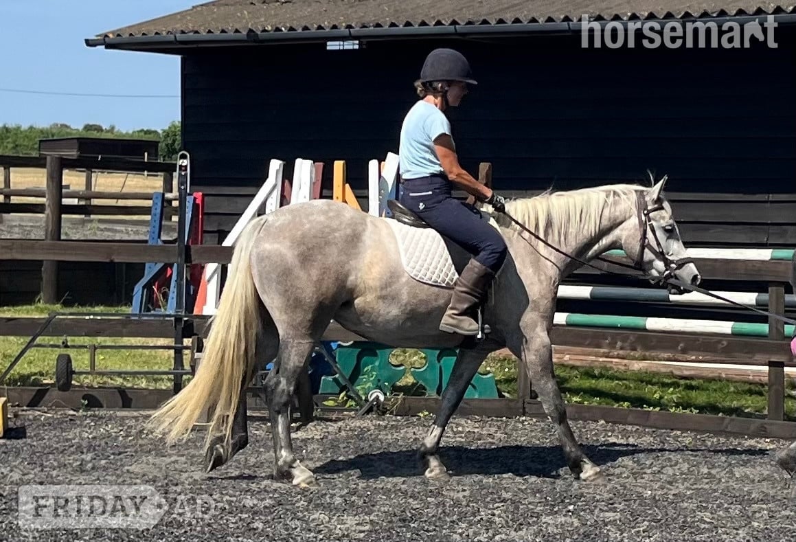 Canterbury "Lowerwood bloom" Grey Mare All Rounder