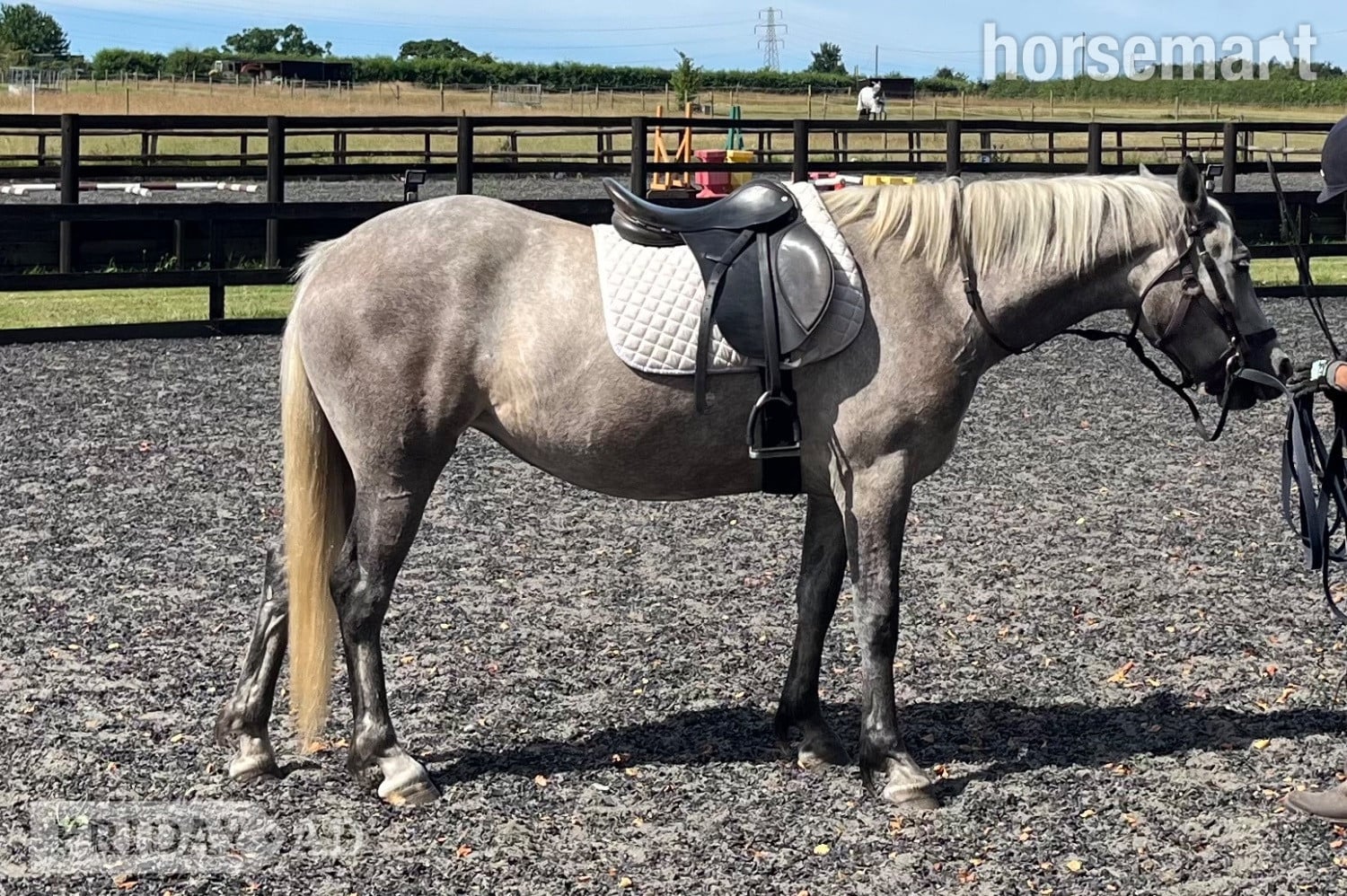 "Lowerwood bloom" Grey Mare All Rounder - Horses in Canterbury