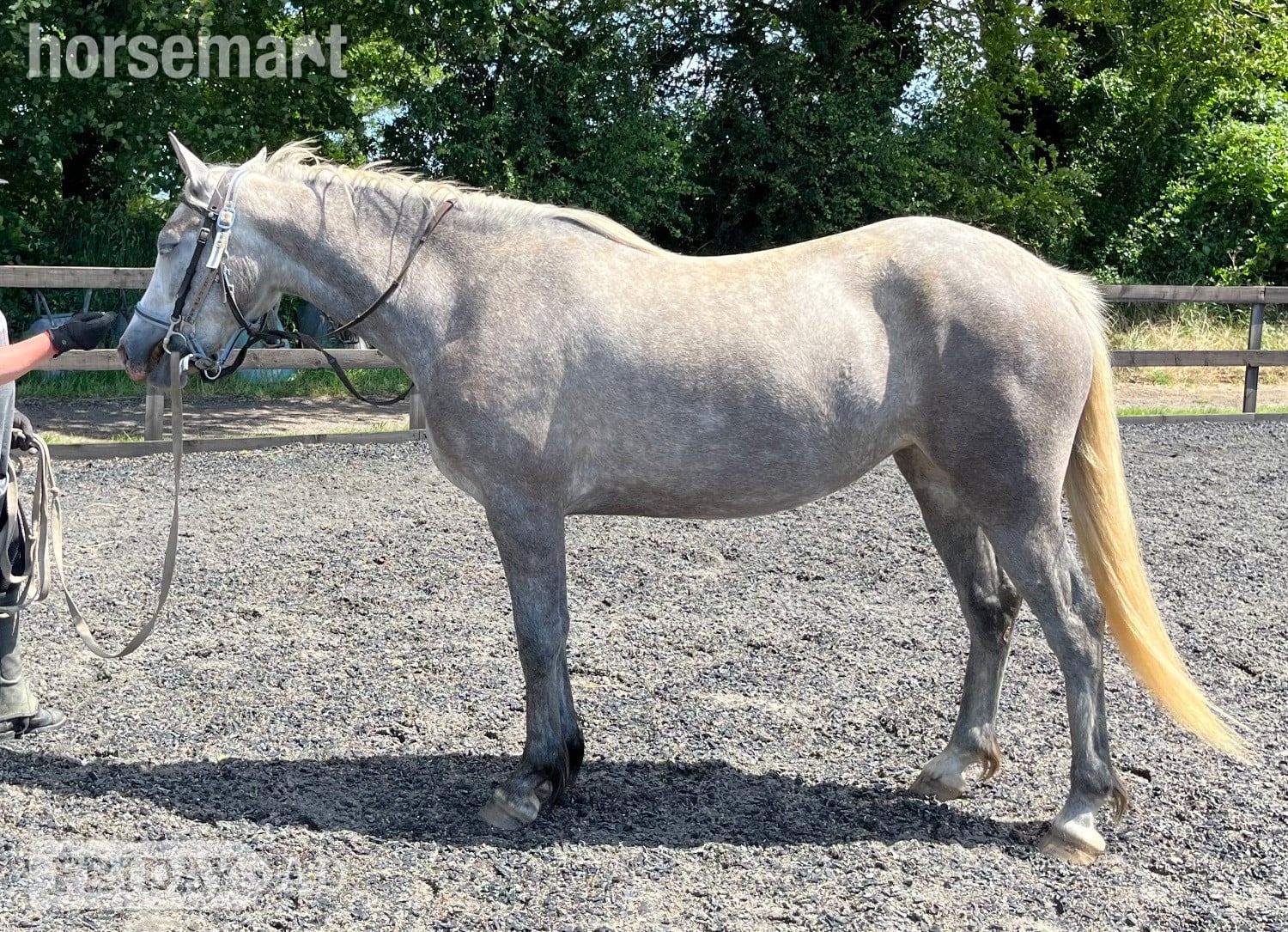 "Lowerwood bloom" Grey Mare All Rounder - Horses