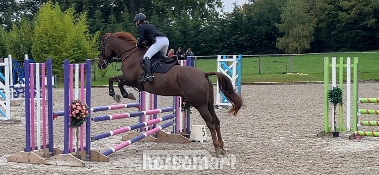 "Rocky" Liver Chestnut Gelding Show Jumper - Horses in Eye