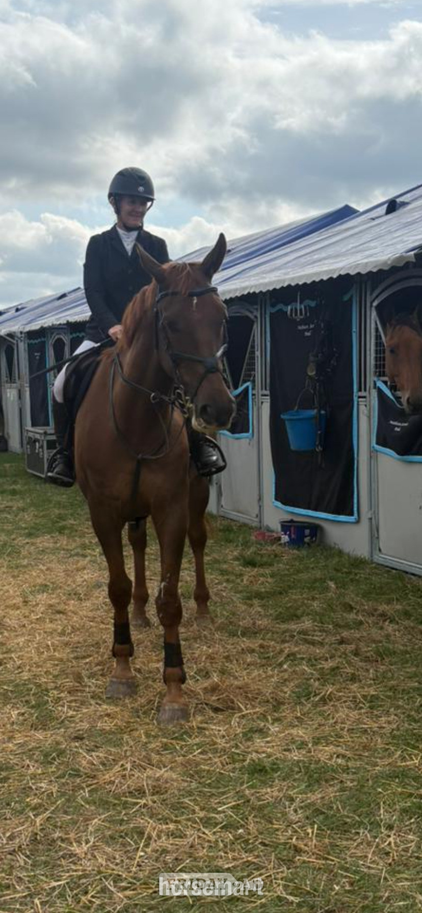 "Rocky" Liver Chestnut Gelding Show Jumper - Horses