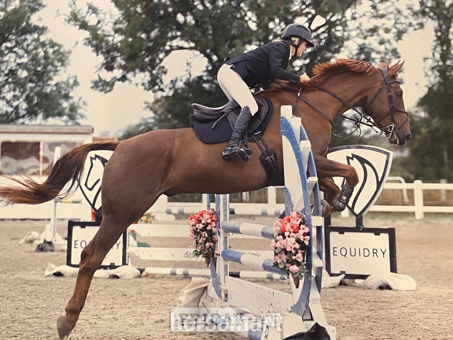 "Rocky" Liver Chestnut Gelding Show Jumper in Eye