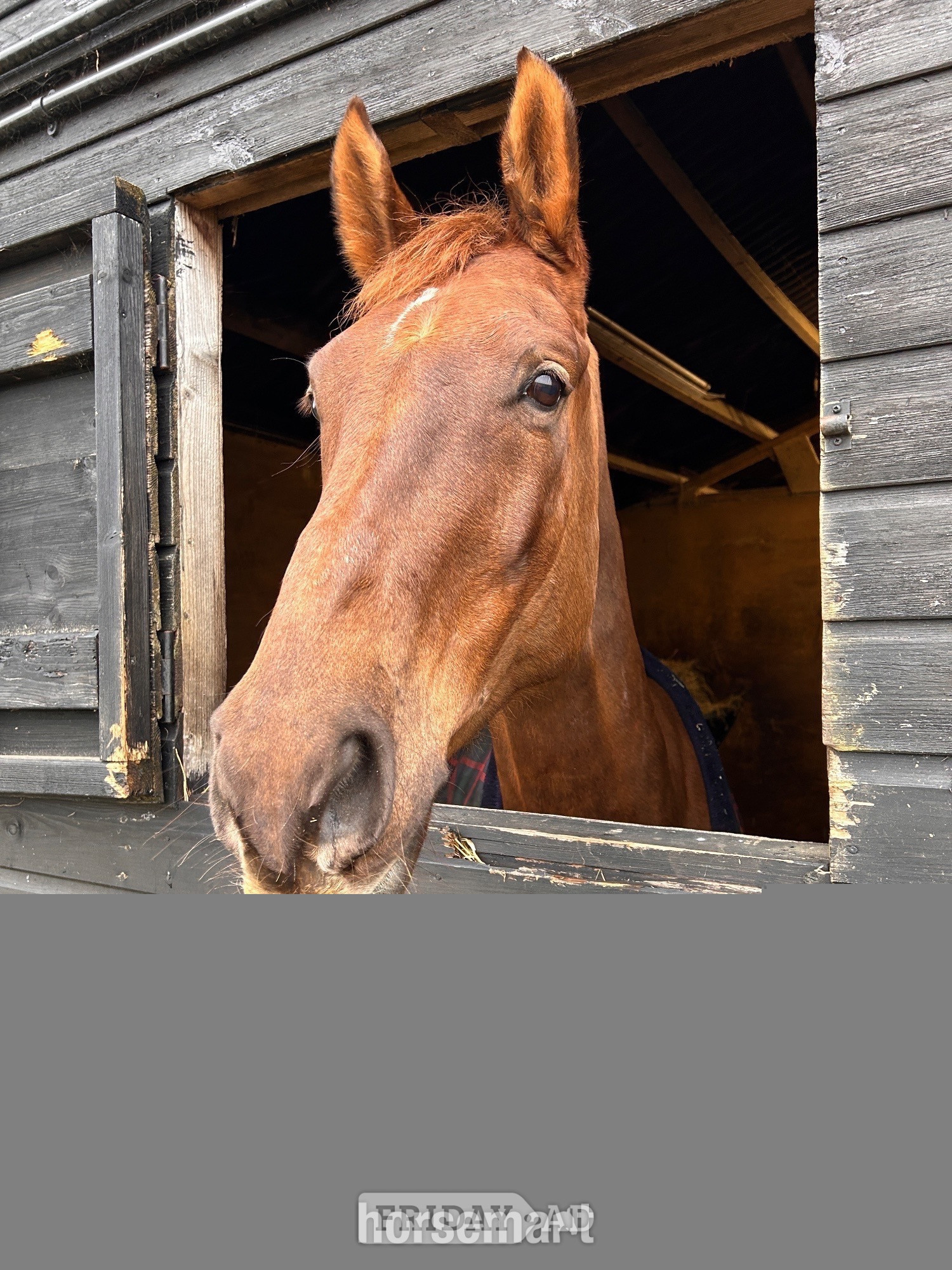 Eye "Rocky" Liver Chestnut Gelding Show Jumper