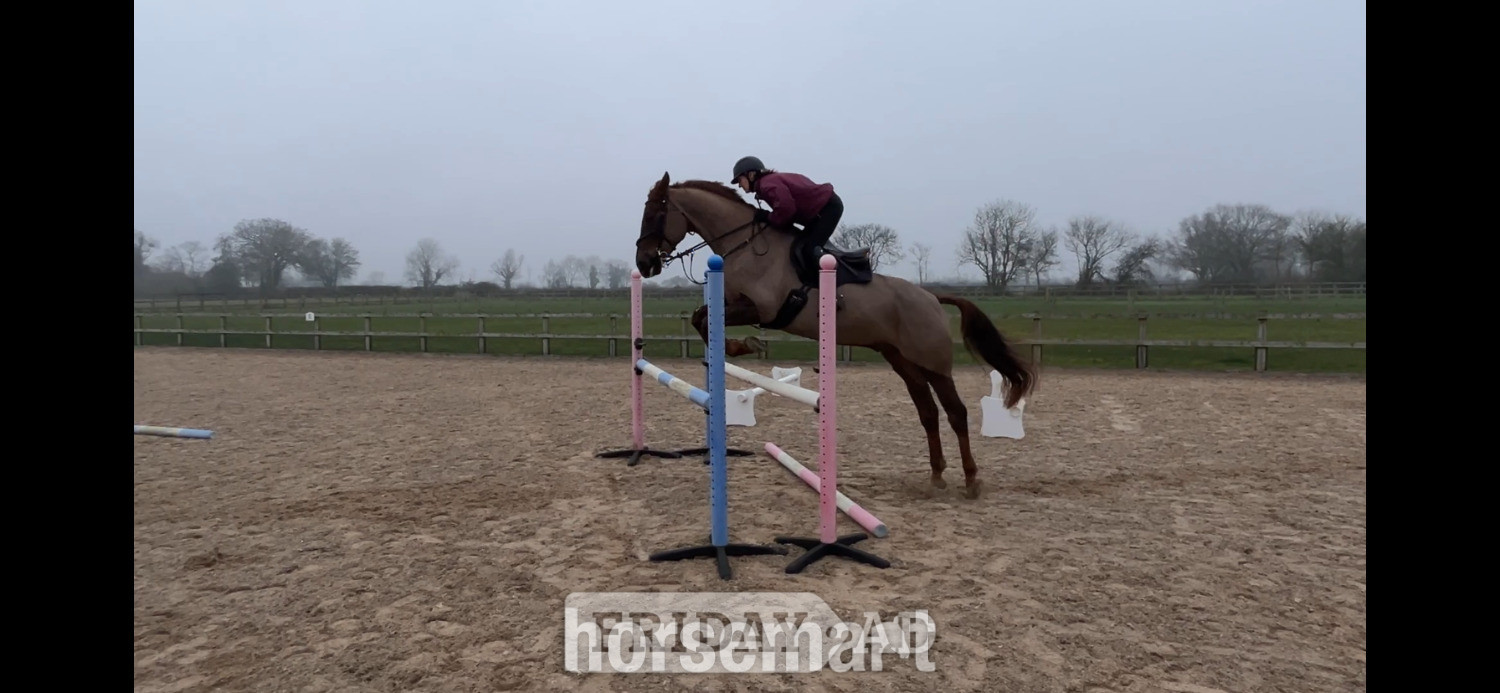"Rocky" Liver Chestnut Gelding Show Jumper