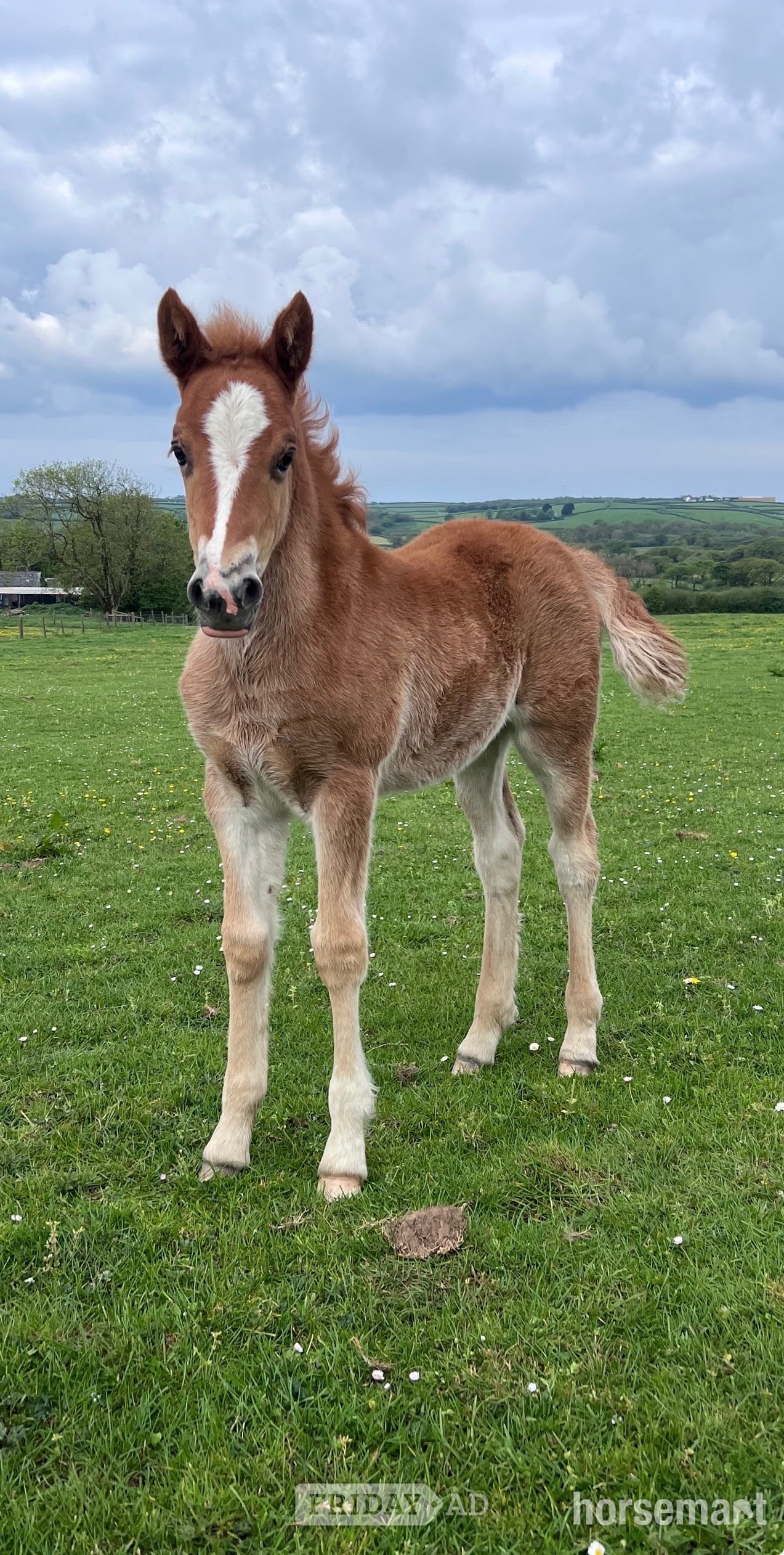 "Bartonhill See Emily Play" Chestnut Filly Youngstock / Foal in Bude
