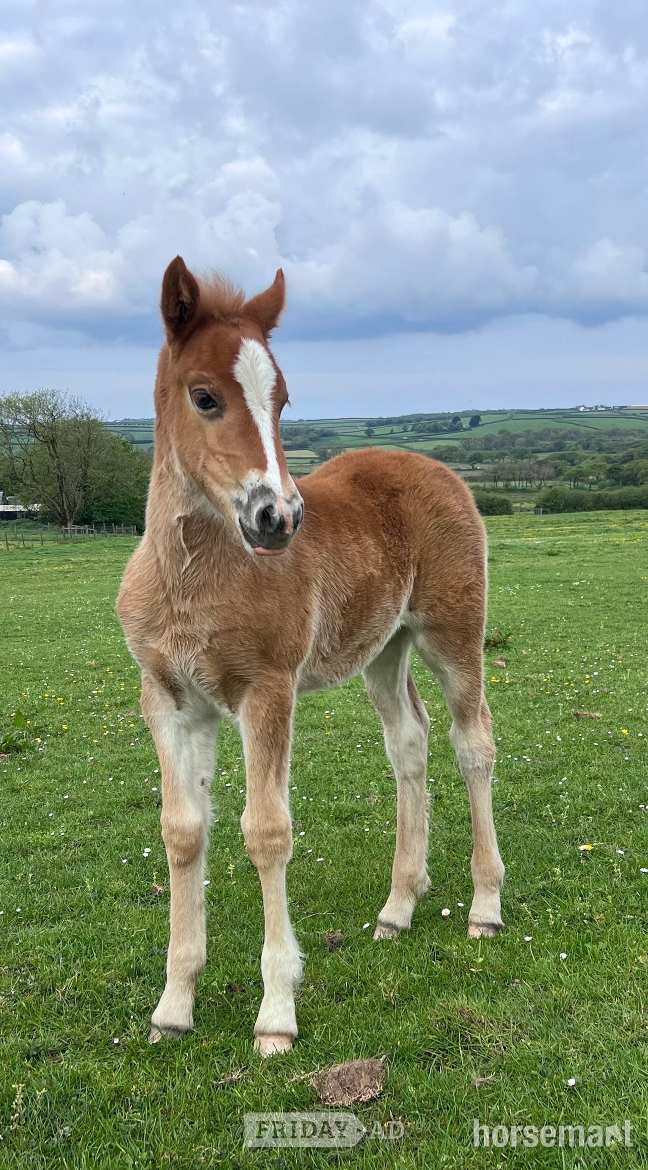 "Bartonhill See Emily Play" Chestnut Filly Youngstock / Foal