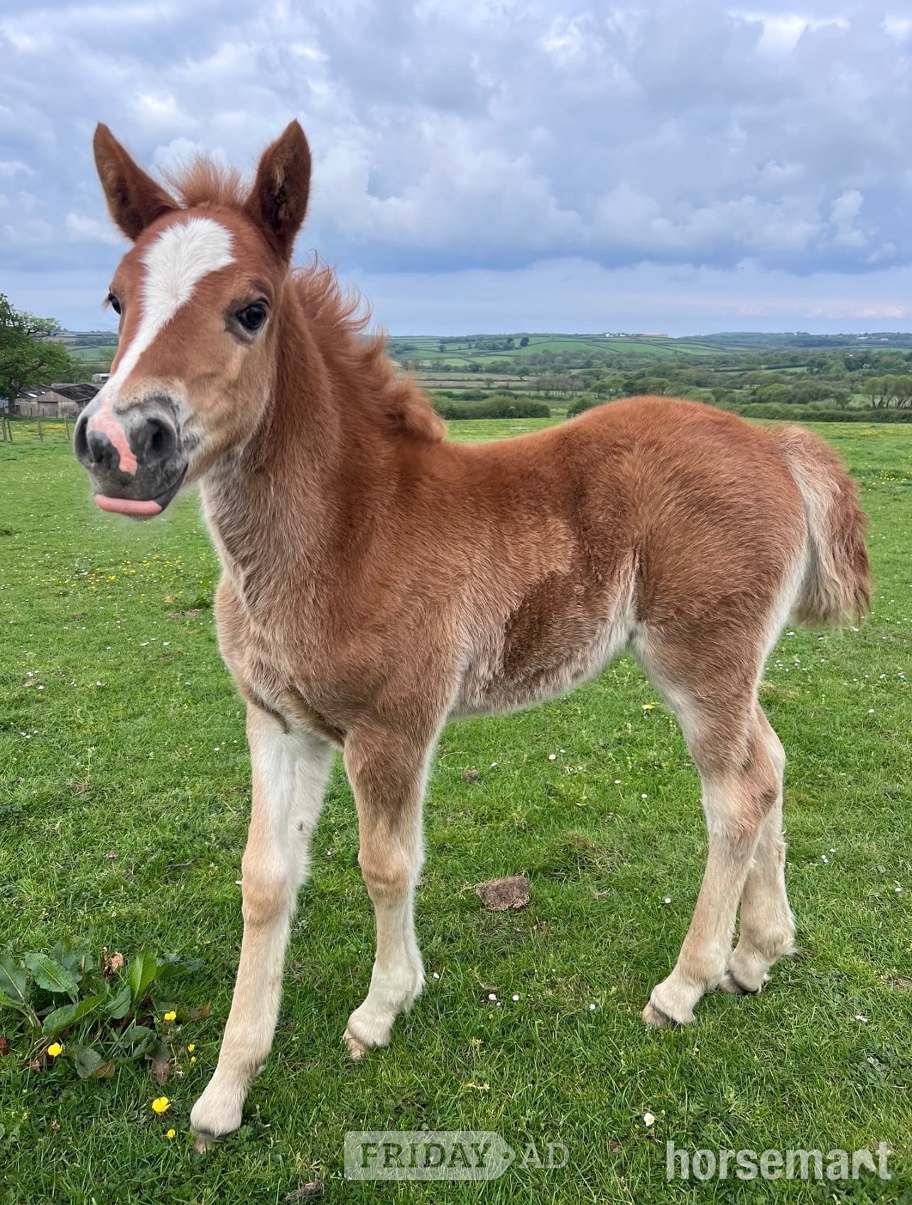 Bude "Bartonhill See Emily Play" Chestnut Filly Youngstock / Foal