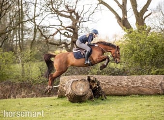 "Mia" Chestnut Mare Show Jumper