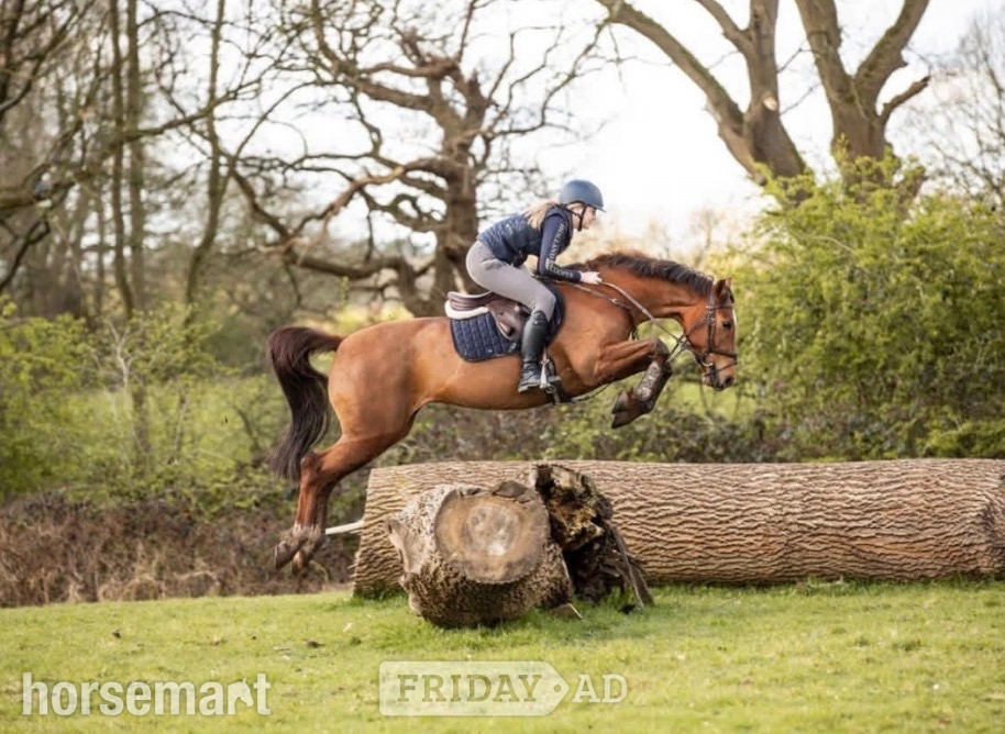 "Mia" Chestnut Mare Show Jumper in Longridge