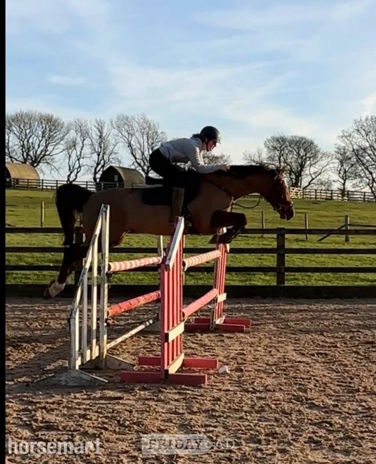 "Mia" Chestnut Mare Show Jumper