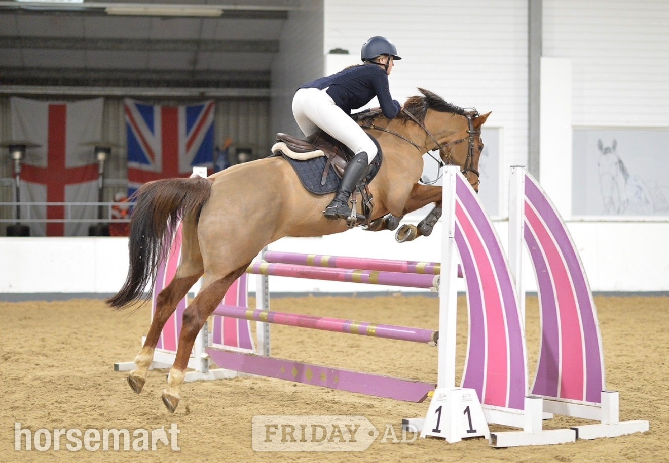 Longridge "Mia" Chestnut Mare Show Jumper