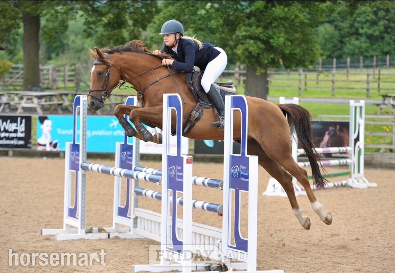 "Mia" Chestnut Mare Show Jumper - Horses in Longridge
