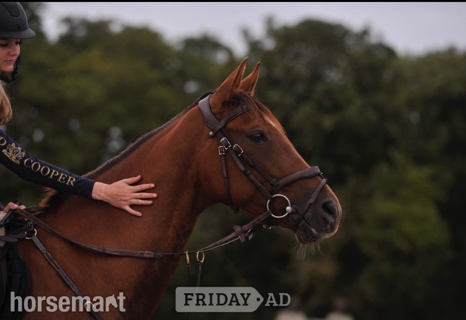 "Mia" Chestnut Mare Show Jumper - Horses